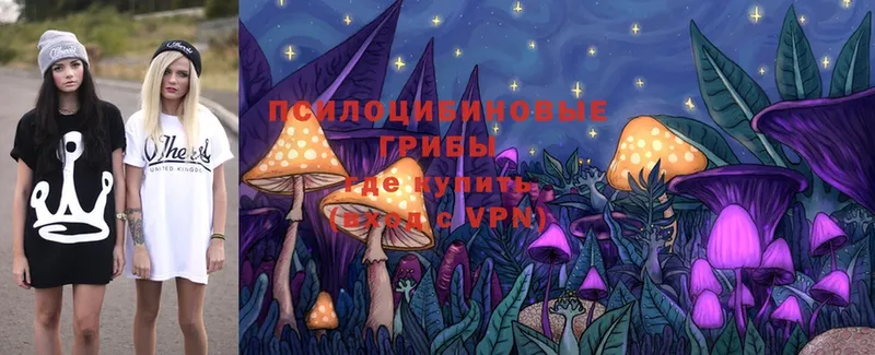 закладка  Рязань  Псилоцибиновые грибы MAGIC MUSHROOMS 